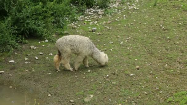 Einzelnes Alpaka im Zoo — Stockvideo