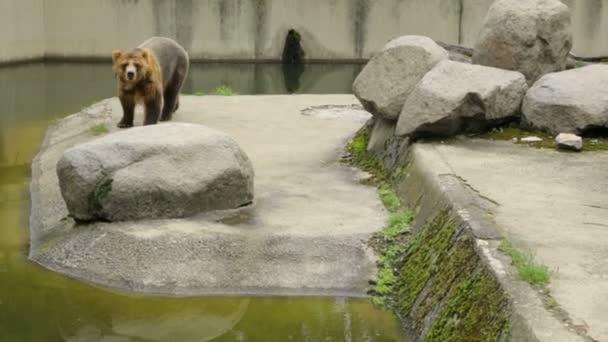 Urso castanho único no zoológico — Vídeo de Stock