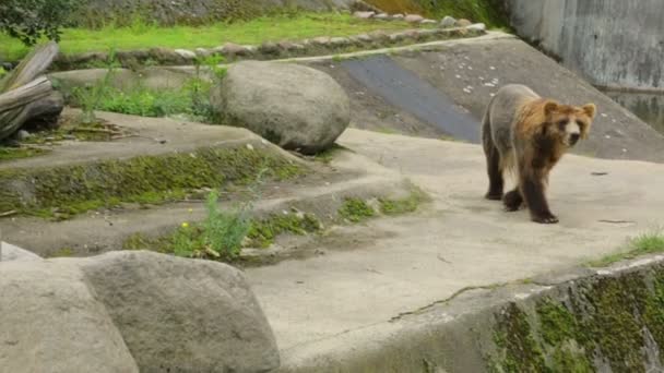 動物園での単一茶色のクマ — ストック動画