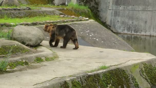 Orso bruno singolo nello zoo — Video Stock