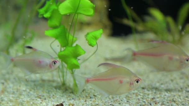 Peces en acuario en primer plano — Vídeos de Stock