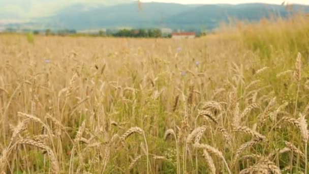 Поля пшеницы в облачный день — стоковое видео