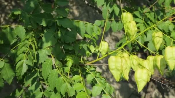 Galhos de koelreuteria paniculata no dia de verão — Vídeo de Stock