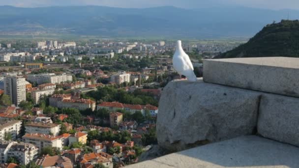 Pigeon blanc au-dessus de la ville — Video