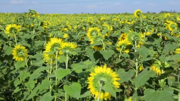 Field of sunflowers in summer day — Stock Video