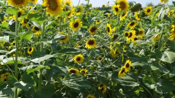 夏の日のひまわり畑 — ストック動画