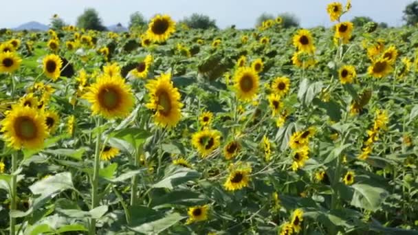 Campo de girassóis no dia de verão — Vídeo de Stock