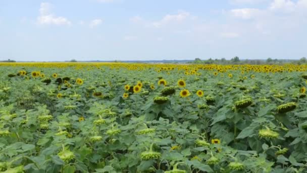 Field of sunflowers in summer day — Stock Video