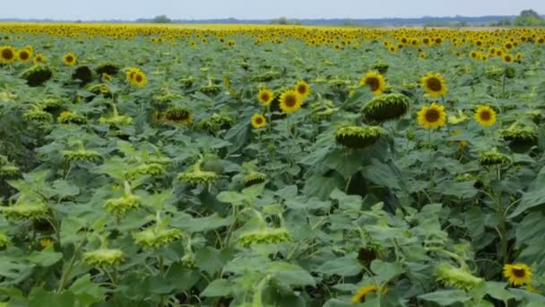 Поле соняшників в літній день — стокове відео