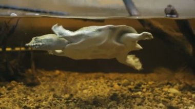 Akvaryumdaki su kaplumbağası.