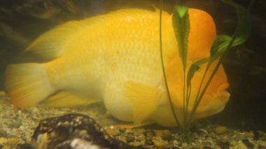 Akvaryumdaki tek bir balık.