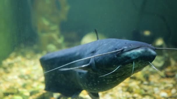 Peces individuales en acuario — Vídeos de Stock