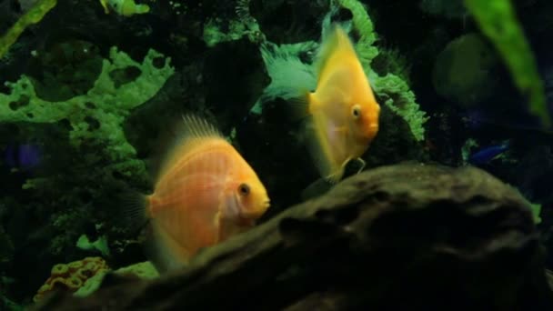 Zwei Fische im Aquarium — Stockvideo