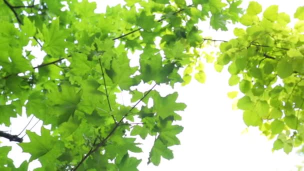Ветки деревьев в летний день — стоковое видео