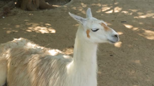 Lama reposant dans l'ombre 