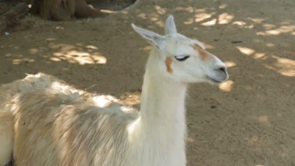 Lama descansando en la sombra — Vídeos de Stock