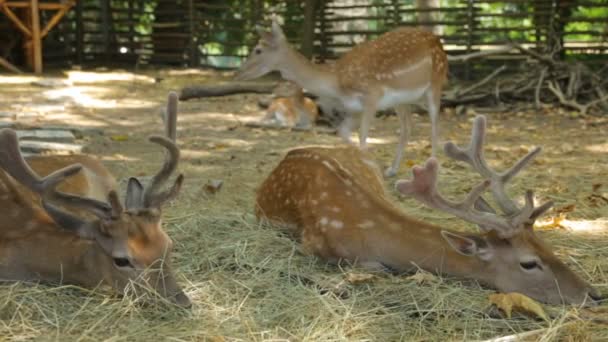 Geklapte herten rusten in de schaduw — Stockvideo