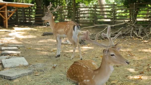 Cerf applaudi reposant dans l'ombre — Video