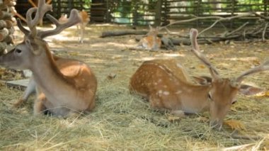 Benekli geyik gölgede dinleniyor