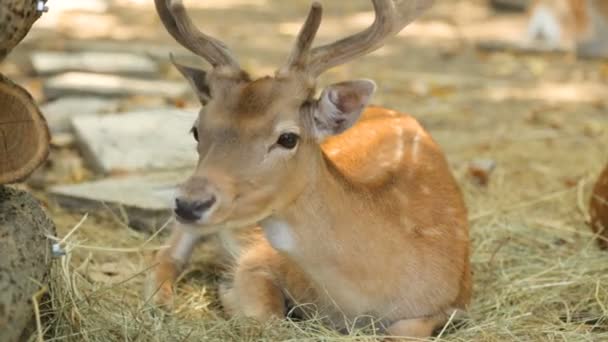 Cerf applaudi reposant dans l'ombre 