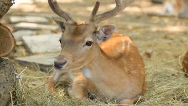 Dappled deer resting in shadow — Stock Video