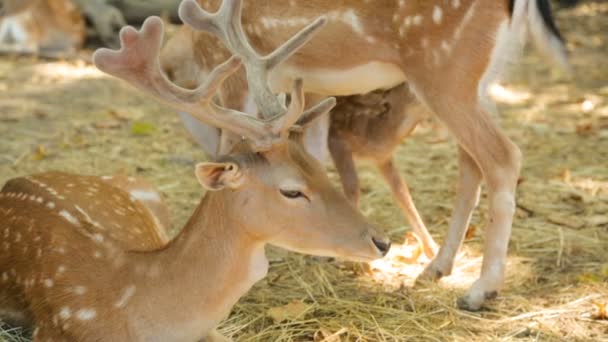 Geklapte herten rusten in de schaduw — Stockvideo