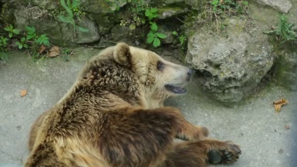 Urso marrom descansando na sombra — Vídeo de Stock