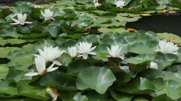 Lótus branco em pequena lagoa — Vídeo de Stock