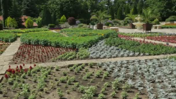 Växter i botanisk trädgård — Stockvideo