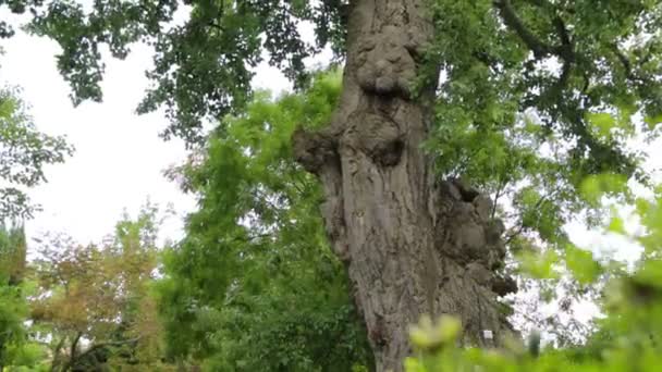 Stort träd i botanisk trädgård — Stockvideo