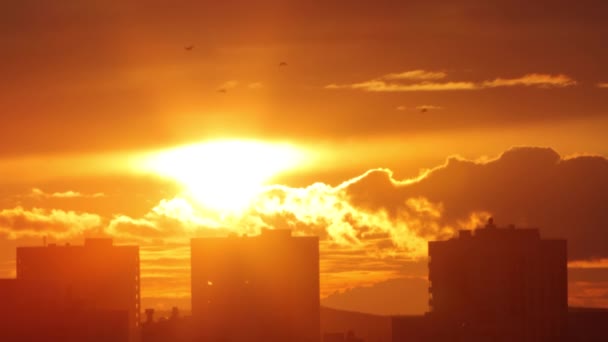 Zonsondergang boven de stad. Vliegende vogels — Stockvideo