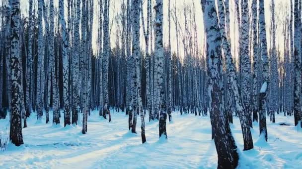 Bouleau dans la lumière du coucher du soleil — Video