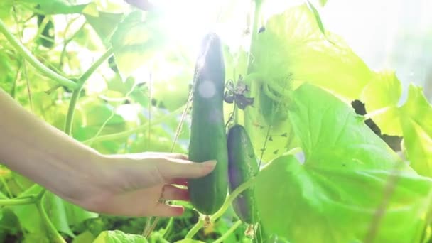 Mujer cortando un pepino de un arbusto — Vídeo de stock