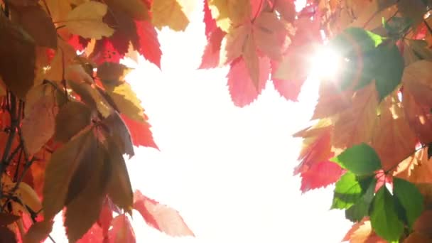 Fogliame autunnale colorato in primo piano — Video Stock