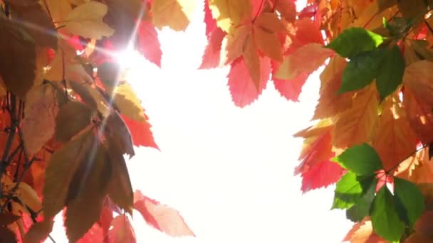 Feuillage d'automne coloré en gros plan 