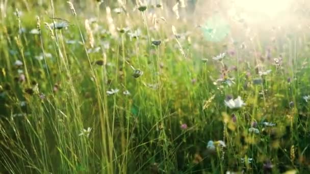 Flores selvagens no prado na luz do pôr do sol — Vídeo de Stock