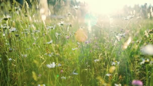 Flores selvagens no prado na luz do pôr do sol — Vídeo de Stock