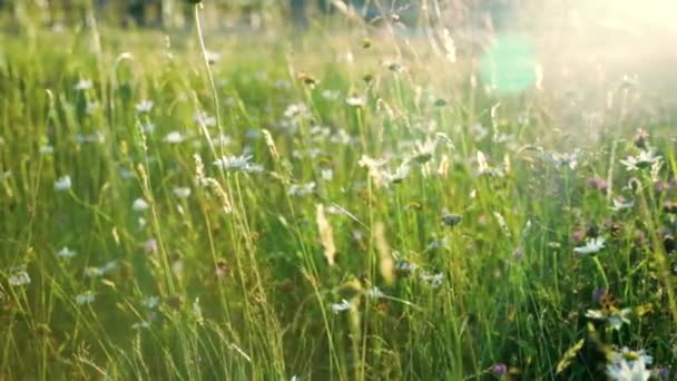 Wild flowers on meadow in sunset light — Stock Video