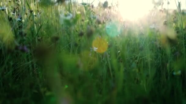 Wild flowers on meadow in sunset light — Stock Video