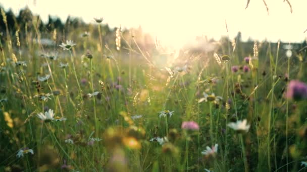 Dzikie kwiaty na łące w świetle zachodu słońca — Wideo stockowe