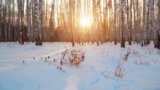 Bosque de abedul en la luz del atardecer — Vídeos de Stock