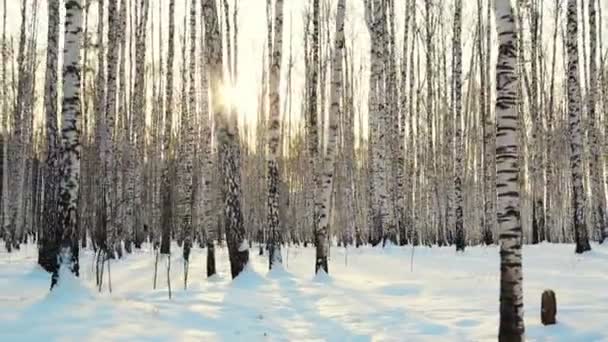 Promenade dans la forêt de bouleaux d'hiver — Video