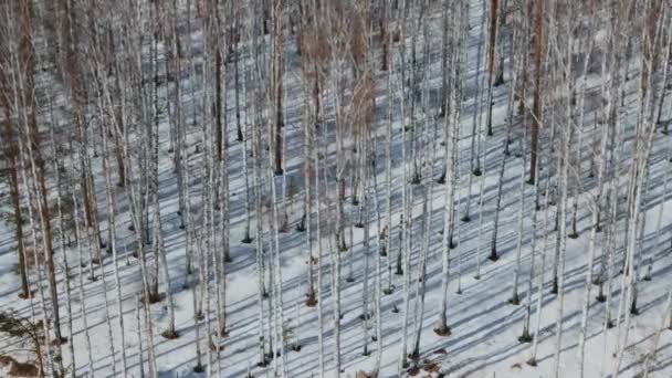 Journée ensoleillée à Birch Grove. Temps écoulé .