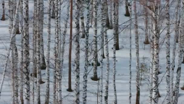 Journée ensoleillée à Birch Grove. Temps écoulé . — Video