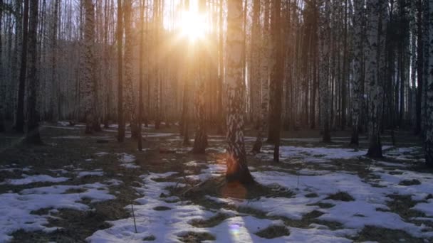 Břízkový les se zapadajícím sluncem — Stock video