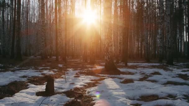 Bosque de abedul con el sol poniente — Vídeos de Stock