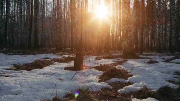 Birch forest with the set sun — Stok Video