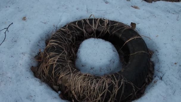 Old worn tire in forest — Stock Video