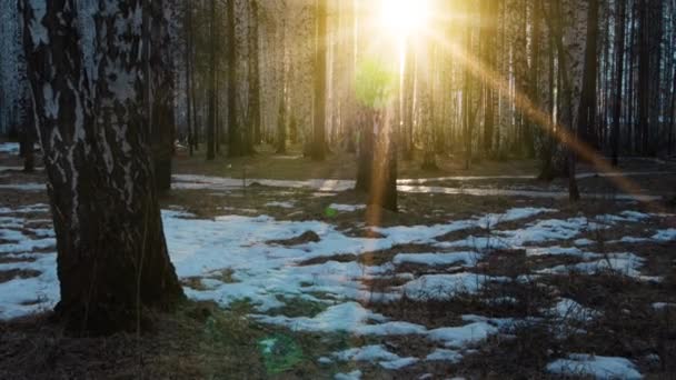 Bosque de abedul con el sol poniente — Vídeo de stock