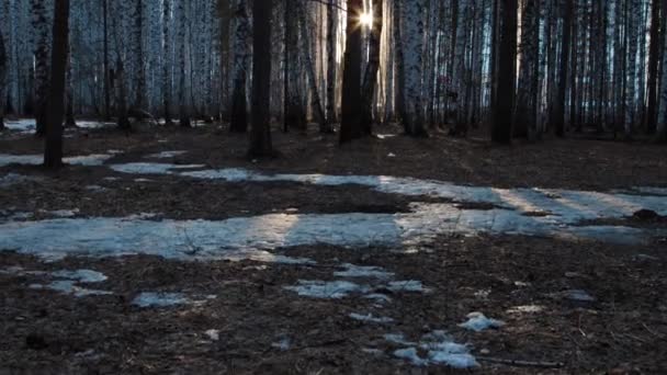 Floresta de bétula com o pôr do sol — Vídeo de Stock